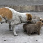 Two-Legged Stray Momma Cares For Her Homeless Family