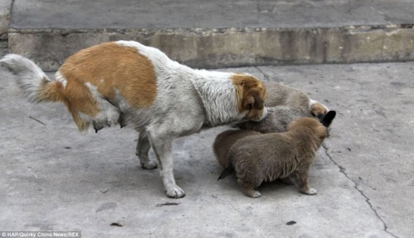 Two-Legged Stray Momma Cares For Her Homeless Family