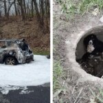 Car Fire Triggers A 'Miracle' Leading To The Rescue Of A Long-Lost Dog