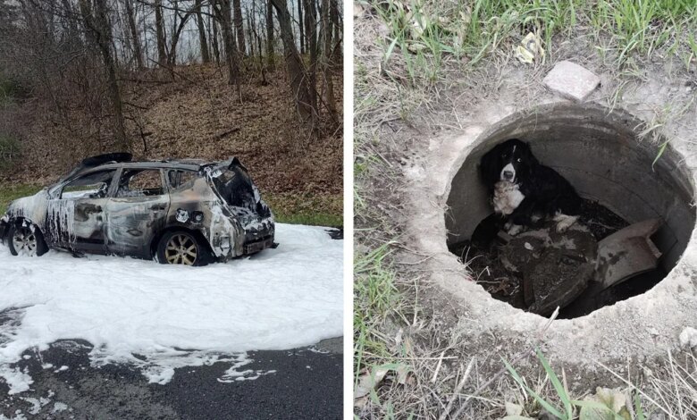 Car Fire Triggers A 'Miracle' Leading To The Rescue Of A Long-Lost Dog
