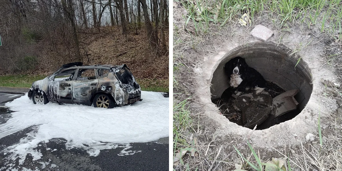 Car Fire Triggers A 'Miracle' Leading To The Rescue Of A Long-Lost Dog