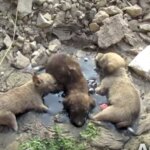 Three Puppies Rescued From Tar Pit In India Reunited With Their Mom