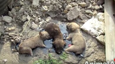 Three Puppies Rescued From Tar Pit In India Reunited With Their Mom