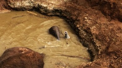 Baby Elephant And Mom Are Stuck In A Well Full Of Water