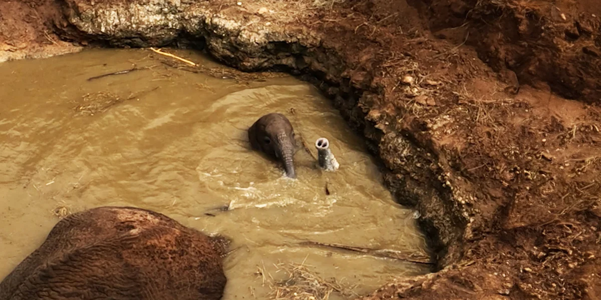 Baby Elephant And Mom Are Stuck In A Well Full Of Water