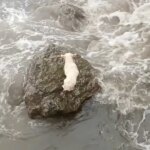 Rescuers Battle Rising Tides To Save Dog Stranded On Rocky Shore