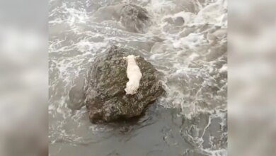 Rescuers Battle Rising Tides To Save Dog Stranded On Rocky Shore