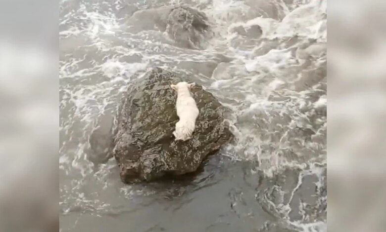 Rescuers Battle Rising Tides To Save Dog Stranded On Rocky Shore