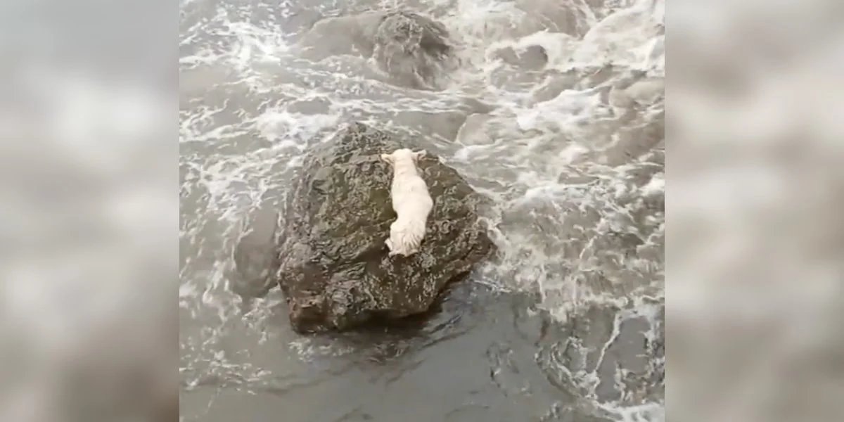 Rescuers Battle Rising Tides To Save Dog Stranded On Rocky Shore