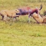 Buck Fights Back Against Two Cheetahs