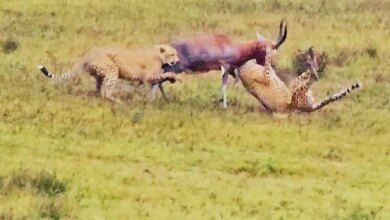 Buck Fights Back Against Two Cheetahs