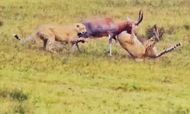 Buck Fights Back Against Two Cheetahs