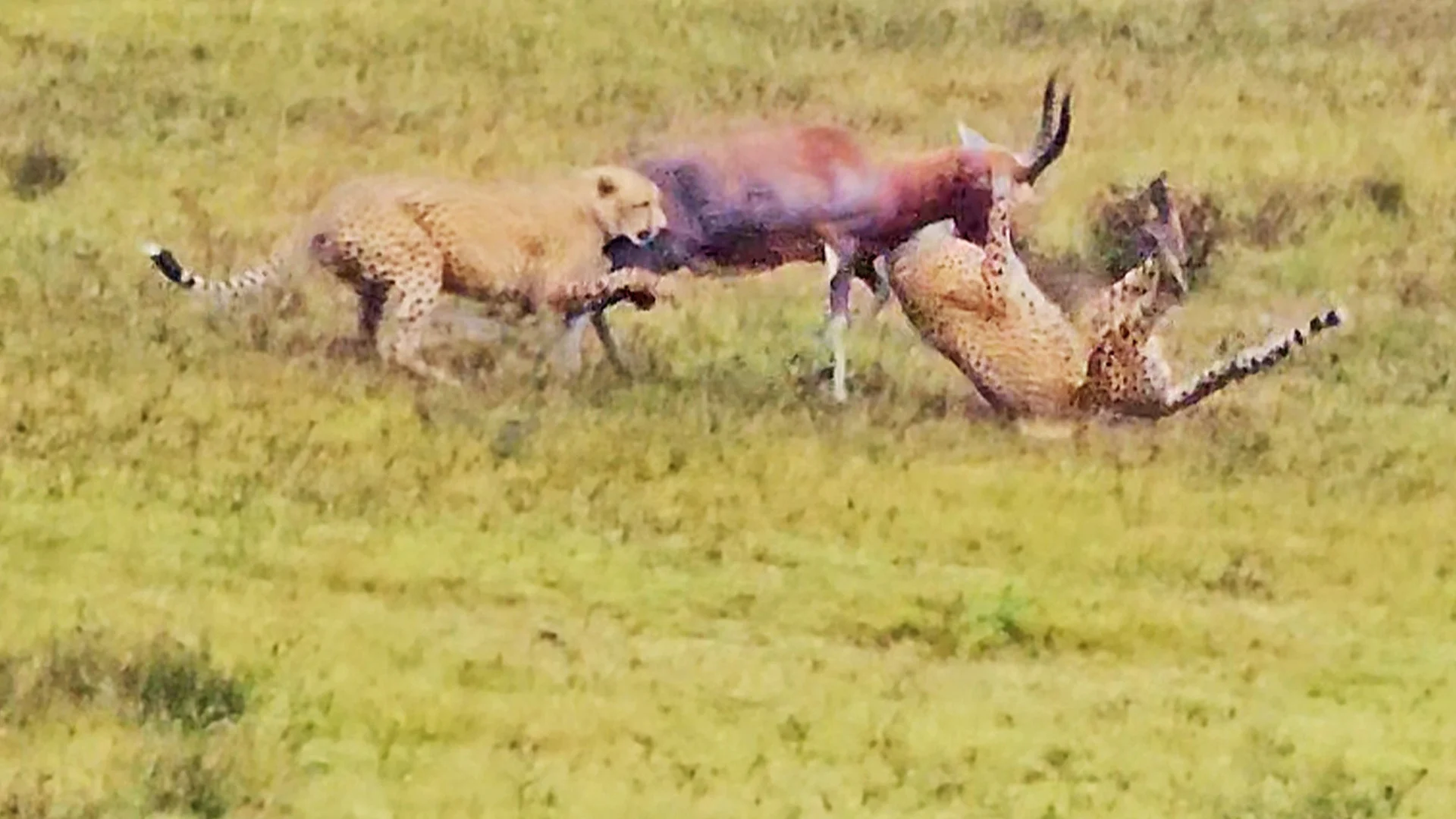 Buck Fights Back Against Two Cheetahs