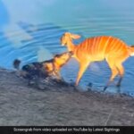 Buck Escapes Dog's Jaws By Drowning It