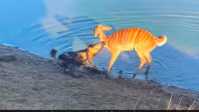 Buck Escapes Dog's Jaws By Drowning It