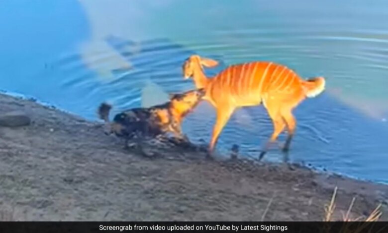 Buck Escapes Dog's Jaws By Drowning It