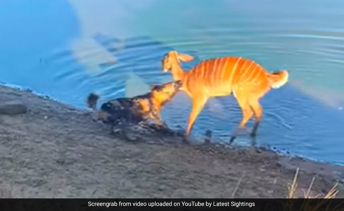 Buck Escapes Dog's Jaws By Drowning It