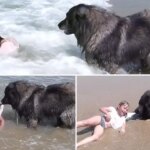 Incredible moment protective dog drags owner’s granddaughter to safety to stop her getting washed away by waves