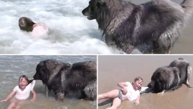 Incredible moment protective dog drags owner’s granddaughter to safety to stop her getting washed away by waves