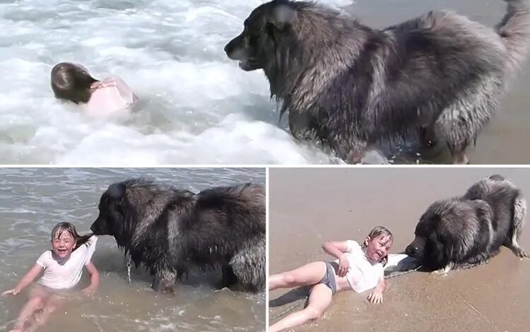 Incredible moment protective dog drags owner’s granddaughter to safety to stop her getting washed away by waves