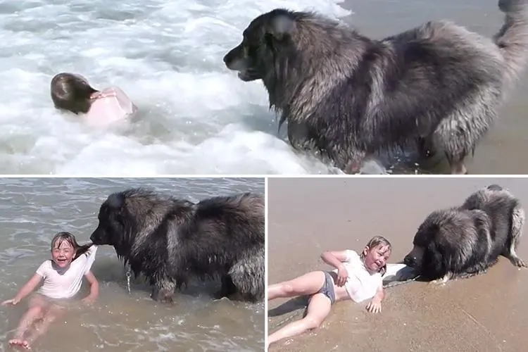 Incredible moment protective dog drags owner’s granddaughter to safety to stop her getting washed away by waves