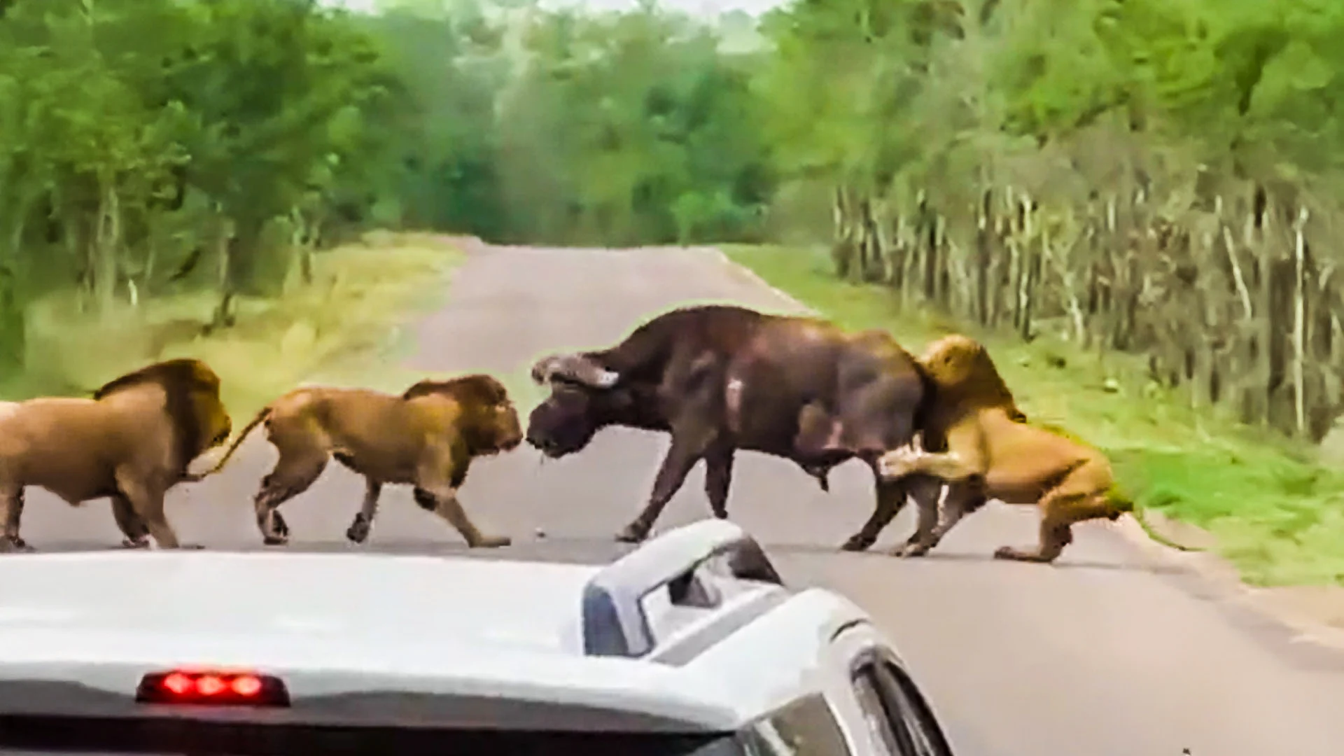 Lions Hunt Buffalo In The Middle Of The Road