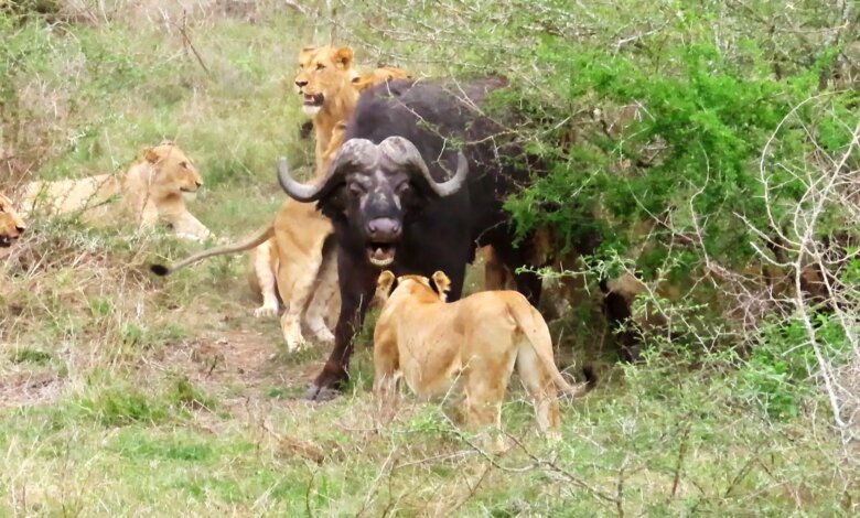 Buffalo Miraculously Escapes 17 Hungry Lions