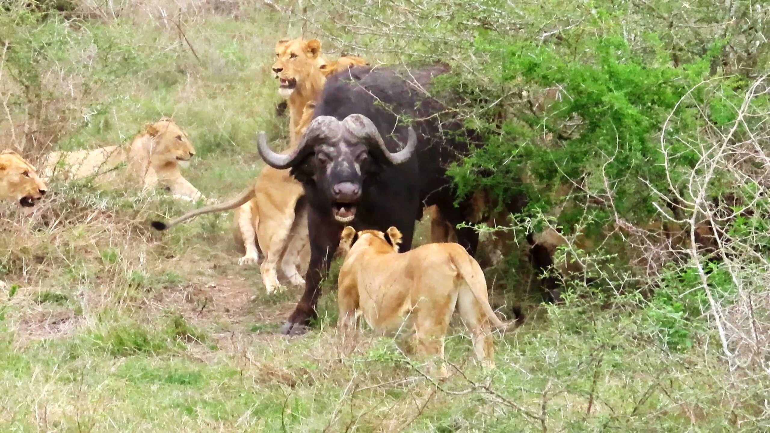 Buffalo Miraculously Escapes 17 Hungry Lions