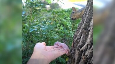Rescuer Holds Breath As She Asks Backyard Squirrel To Adopt Orphaned Baby
