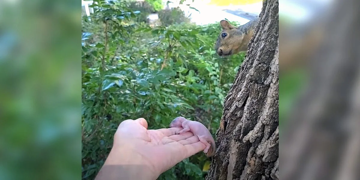 Rescuer Holds Breath As She Asks Backyard Squirrel To Adopt Orphaned Baby