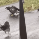 Dog Saves Its Buddy From Being Attacked By A Bald Eagle In Alaska