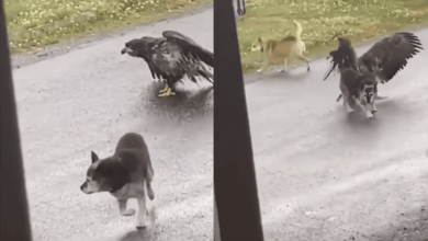 Dog Saves Its Buddy From Being Attacked By A Bald Eagle In Alaska