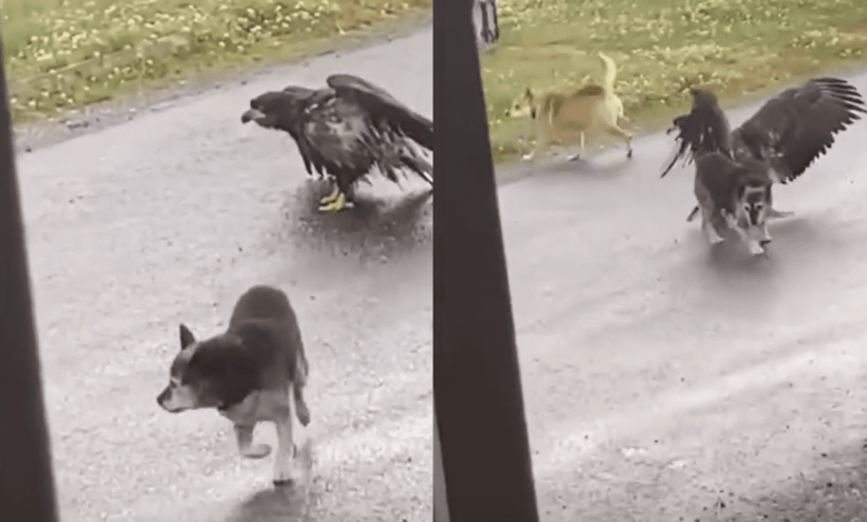 Dog Saves Its Buddy From Being Attacked By A Bald Eagle In Alaska
