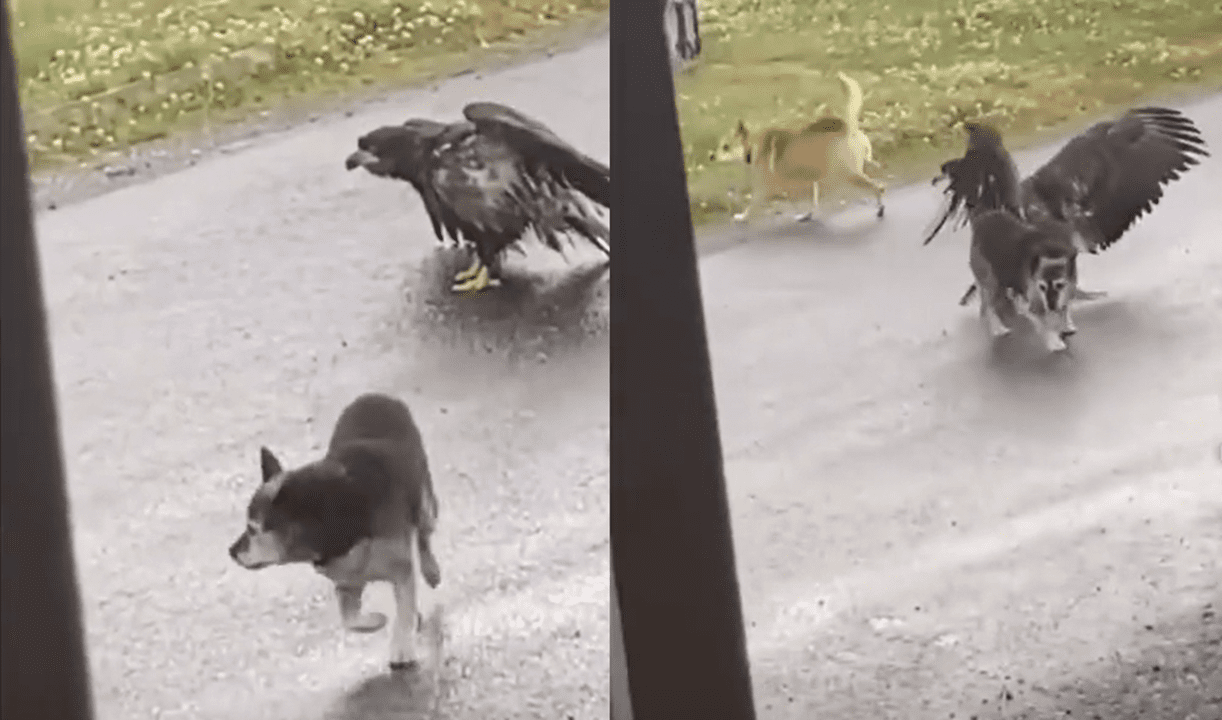 Dog Saves Its Buddy From Being Attacked By A Bald Eagle In Alaska