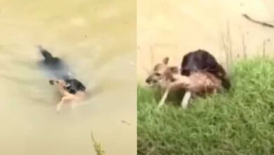 A black plume of smoke rises from a warehouse in the industrial area of Sharjah City following reports of Iranian strikes in Dubai. (Photo: AP/File)