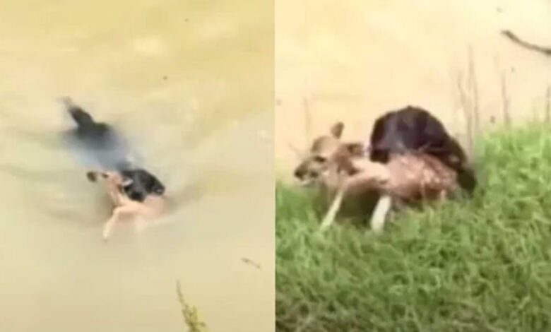 A black plume of smoke rises from a warehouse in the industrial area of Sharjah City following reports of Iranian strikes in Dubai. (Photo: AP/File)