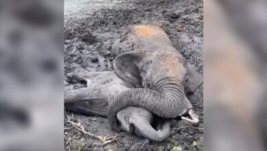 Mama Elephant Protects Her Baby With Her Trunk As They Struggle In The Mud