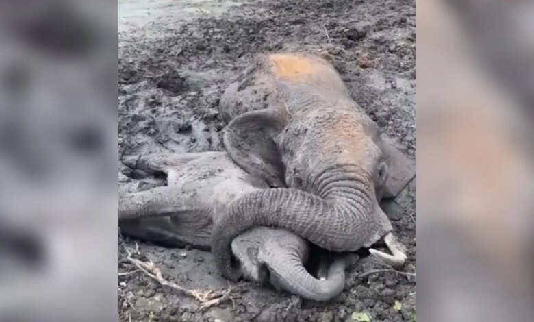 Mama Elephant Protects Her Baby With Her Trunk As They Struggle In The Mud