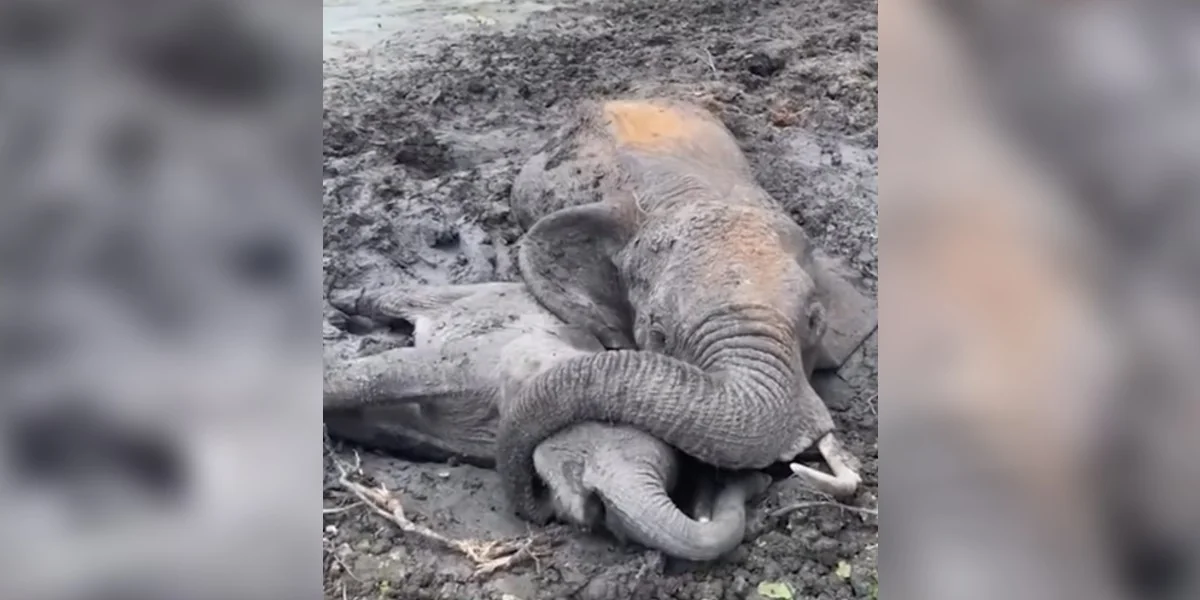 Mama Elephant Protects Her Baby With Her Trunk As They Struggle In The Mud