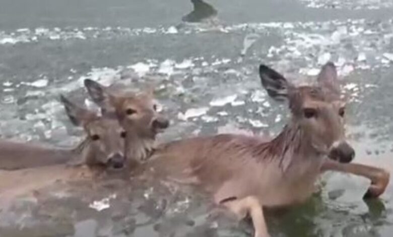 Sheriff’s office uses drone to rescue 3 deer trapped in icy lake