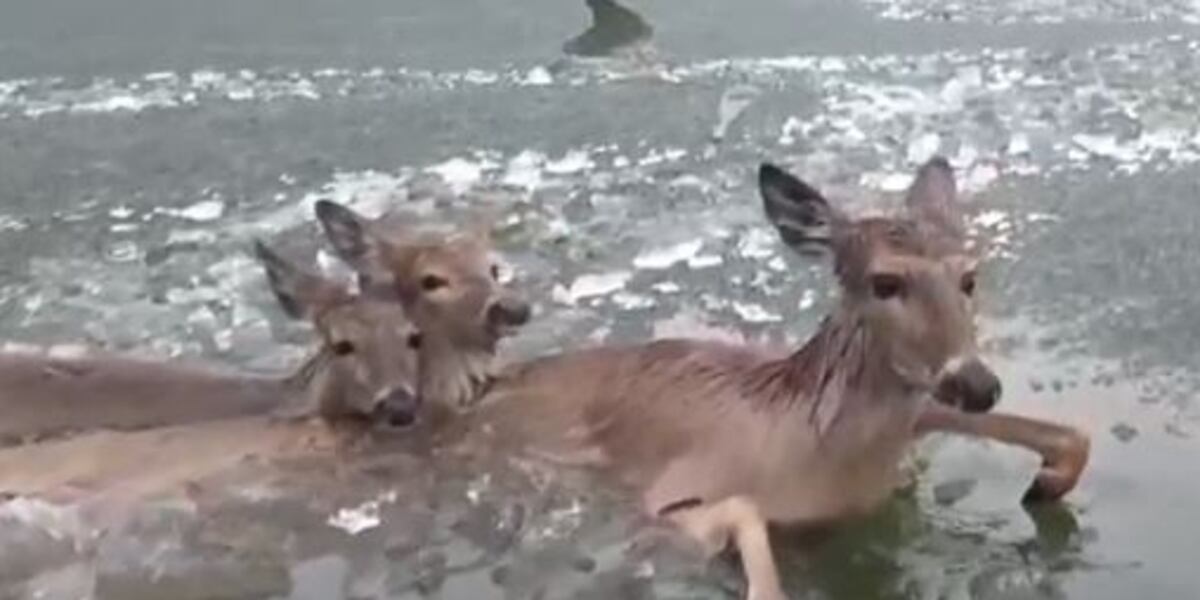 Sheriff’s office uses drone to rescue 3 deer trapped in icy lake