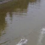 Moose vs. wolf fight video captured by drone