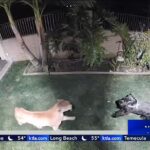 A three-year-old schnauzer named Holly Jolly was attacked by a mountain lion in her owner's backyard on February 10