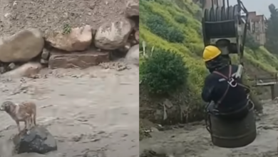 Dog Stranded In 'Raging' River Till Hero Construction Workers Took Action