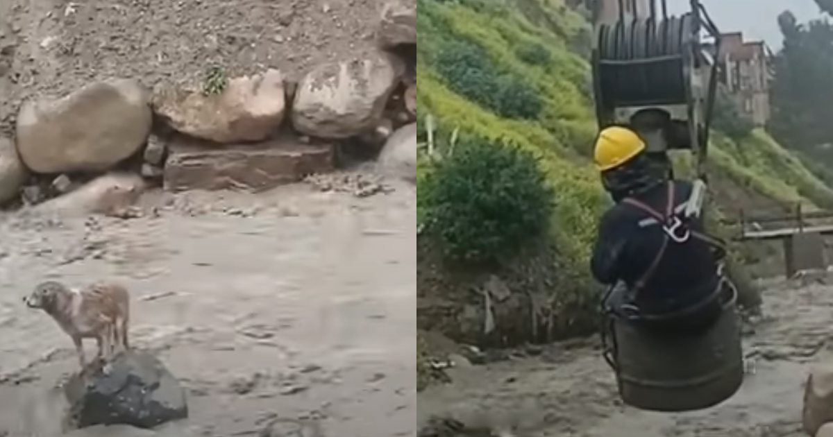 Dog Stranded In 'Raging' River Till Hero Construction Workers Took Action