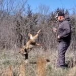 Heroic Kansas City Area Man Saves Sad Coyote Stuck in a Fence
