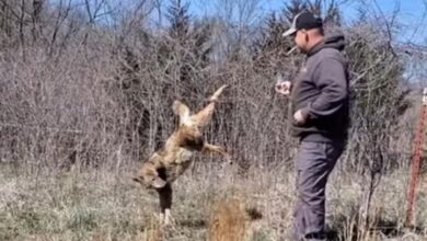 Heroic Kansas City Area Man Saves Sad Coyote Stuck in a Fence