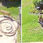 Home Surveillance Captures Coyote Attack & Ultimate Rescue Of Family Dog