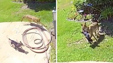 Home Surveillance Captures Coyote Attack & Ultimate Rescue Of Family Dog