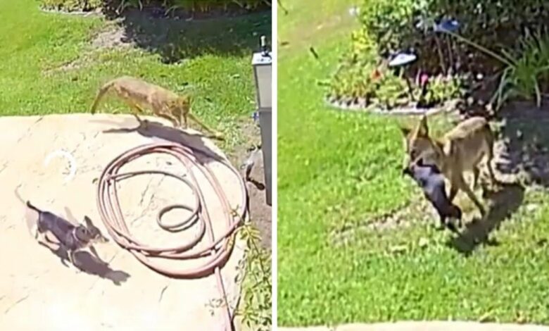 Home Surveillance Captures Coyote Attack & Ultimate Rescue Of Family Dog